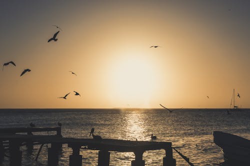 Free stock photo of bay, birds, boats