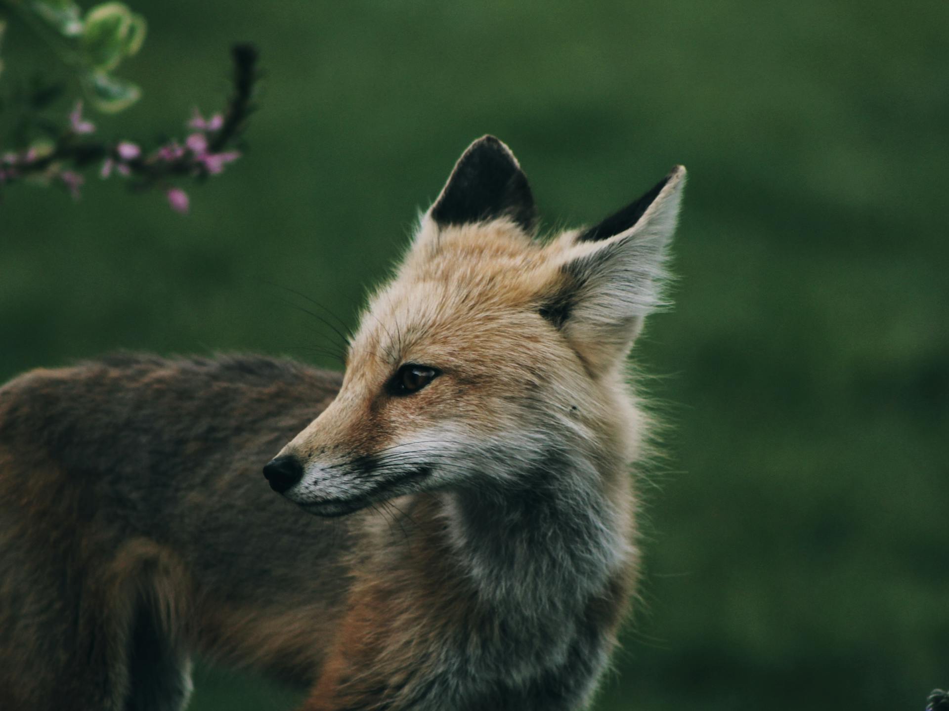 Le renard rouge