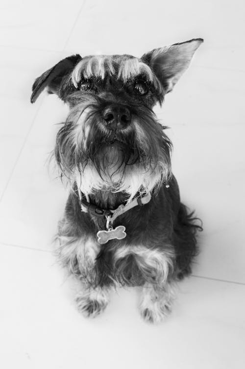 Free Foto profissional grátis de adorável, bonitinho, cachorro Stock Photo