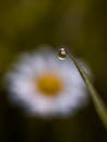 在模糊背景下，露珠在叶片上反射出雏菊的宏观镜头