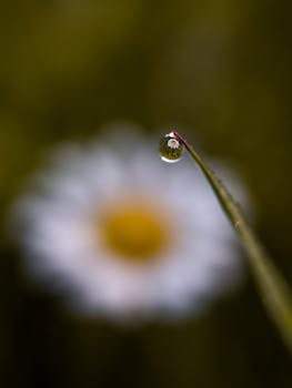 在模糊背景下，露珠在叶片上反射出雏菊的宏观镜头