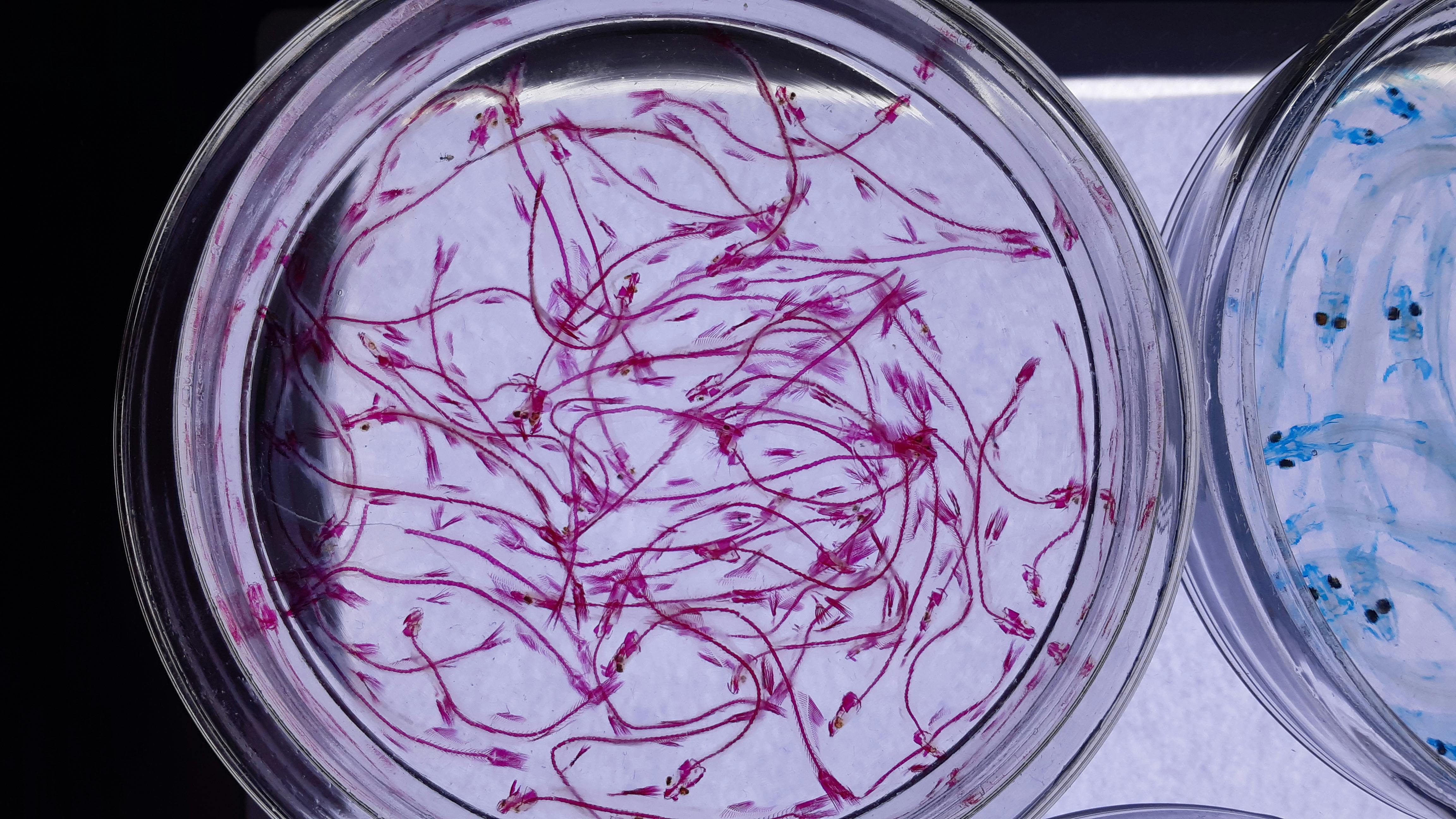 master en microbiología online