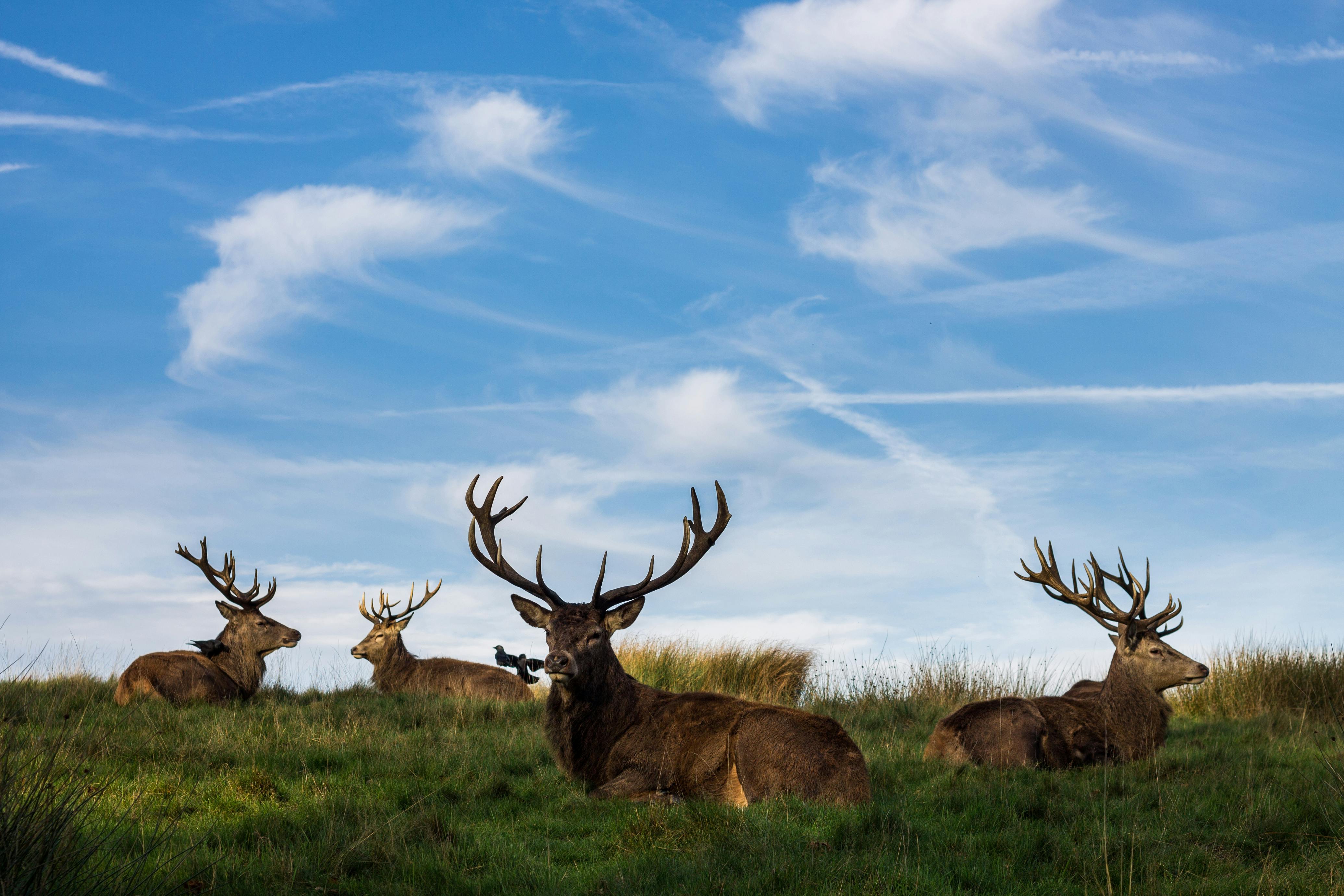 Are deer sign of angels