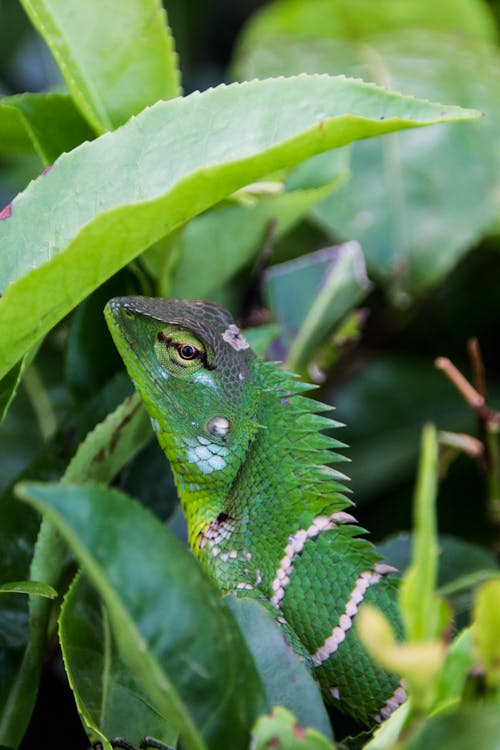Gratis Iguana Verde Foto de stock
