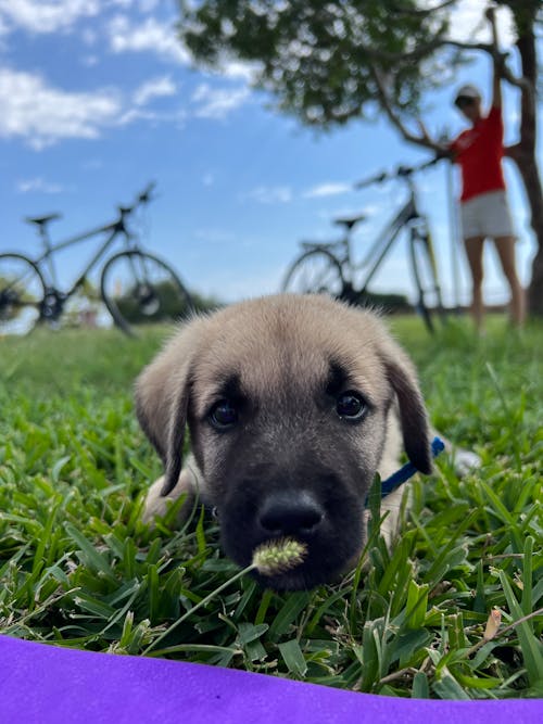 çim, çim alan, kangal içeren Ücretsiz stok fotoğraf