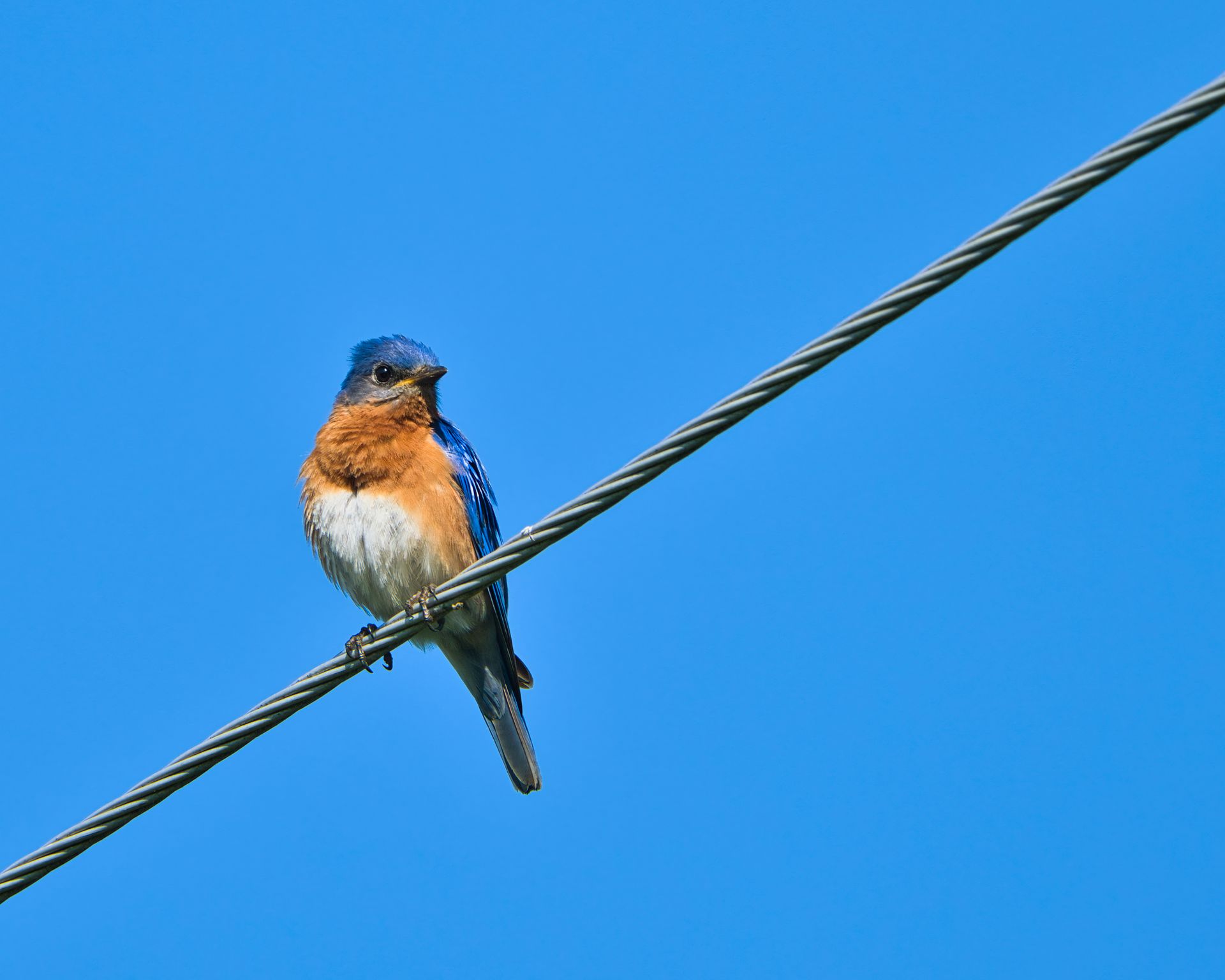 A vivid Eastern Bluebird sitting on a wire against a bright blue sky, illustrating wildlife in nature.