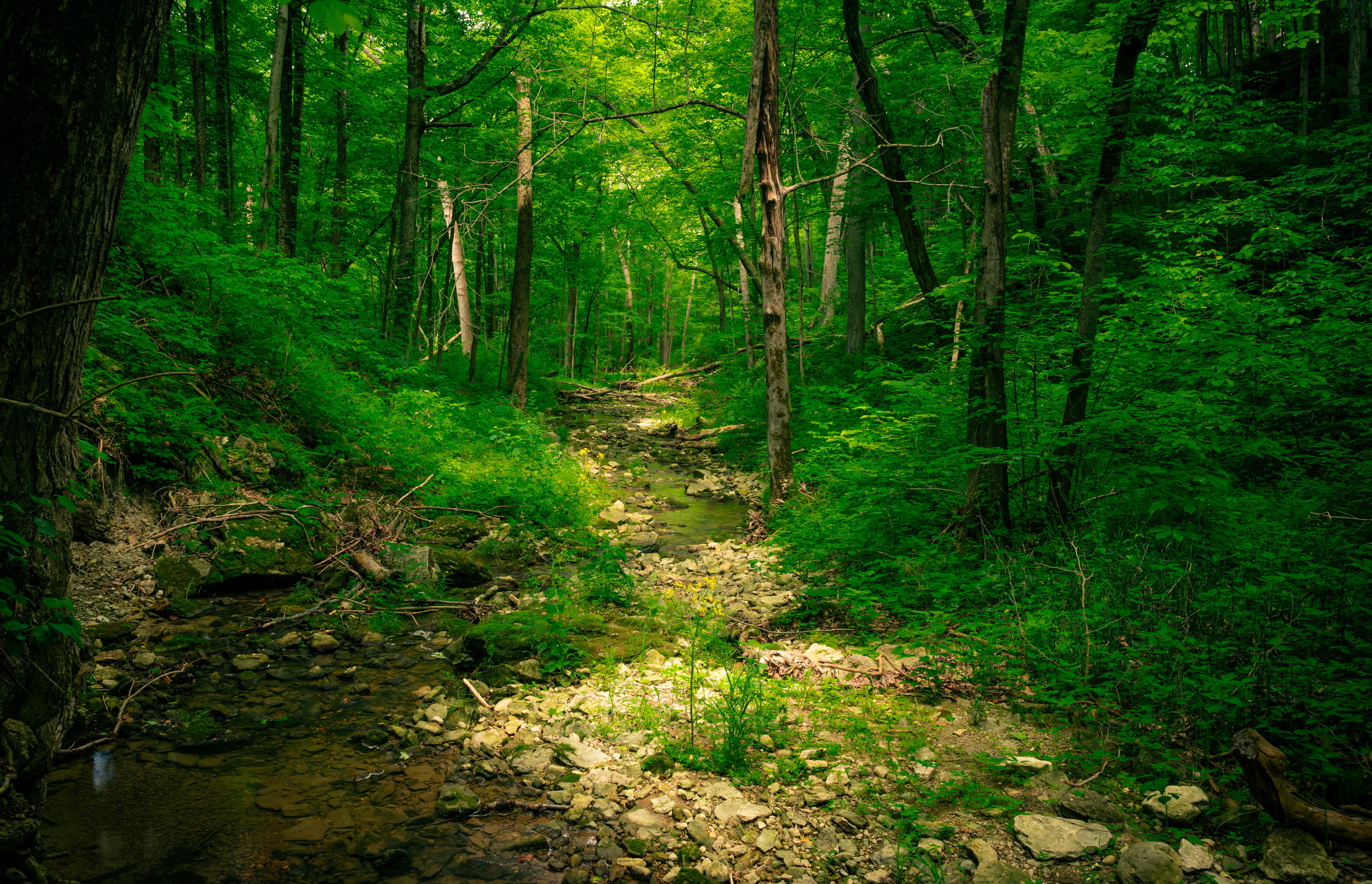 Serene woodland scene with a sunlit creek flowing through dense, lush greenery.