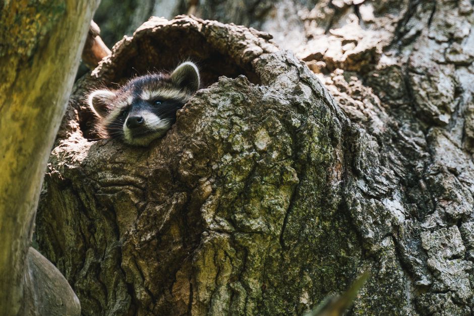 A raccoon peeks out from a tree hollow in a sunlit forest, showcasing wildlife in its natural habitat.