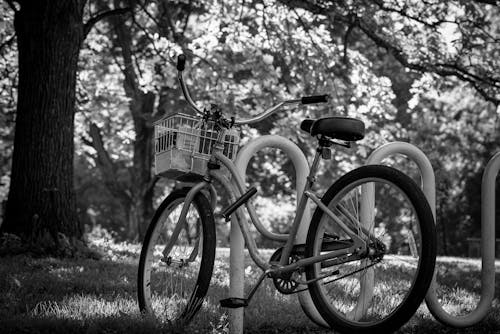 Fotos de stock gratuitas de árbol, bici, blanco y negro