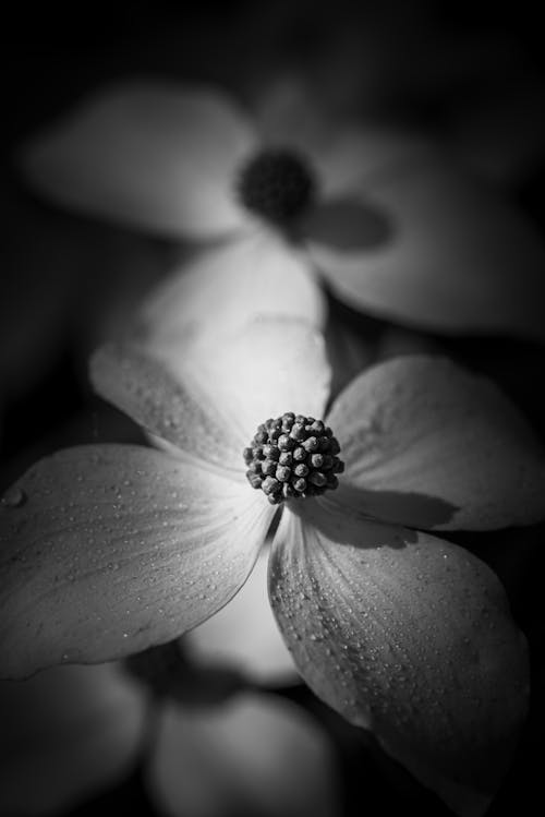 Darmowe zdjęcie z galerii z czarno-biały, delikatny, flora