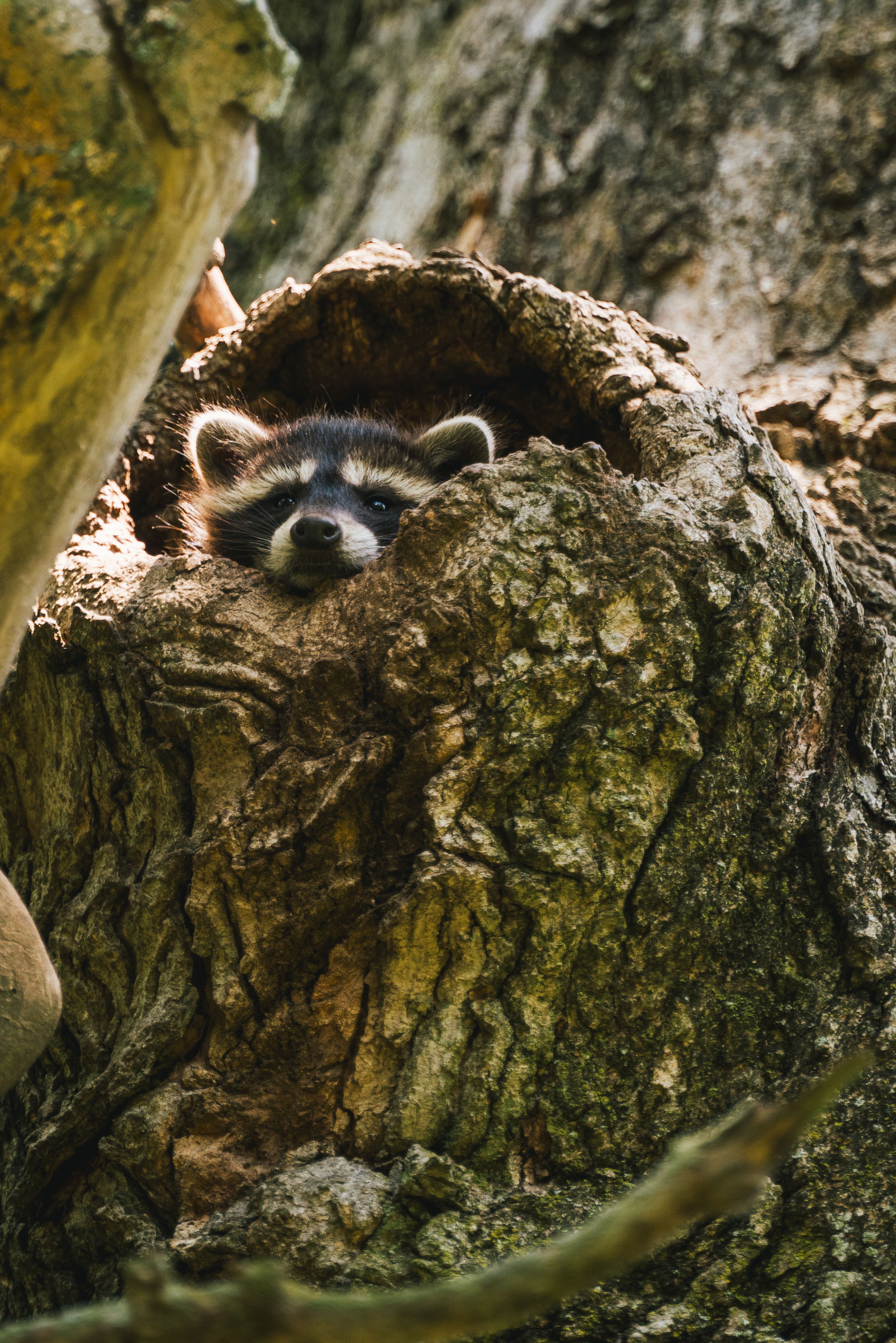 Raccoon peeking out of a tree hollow
