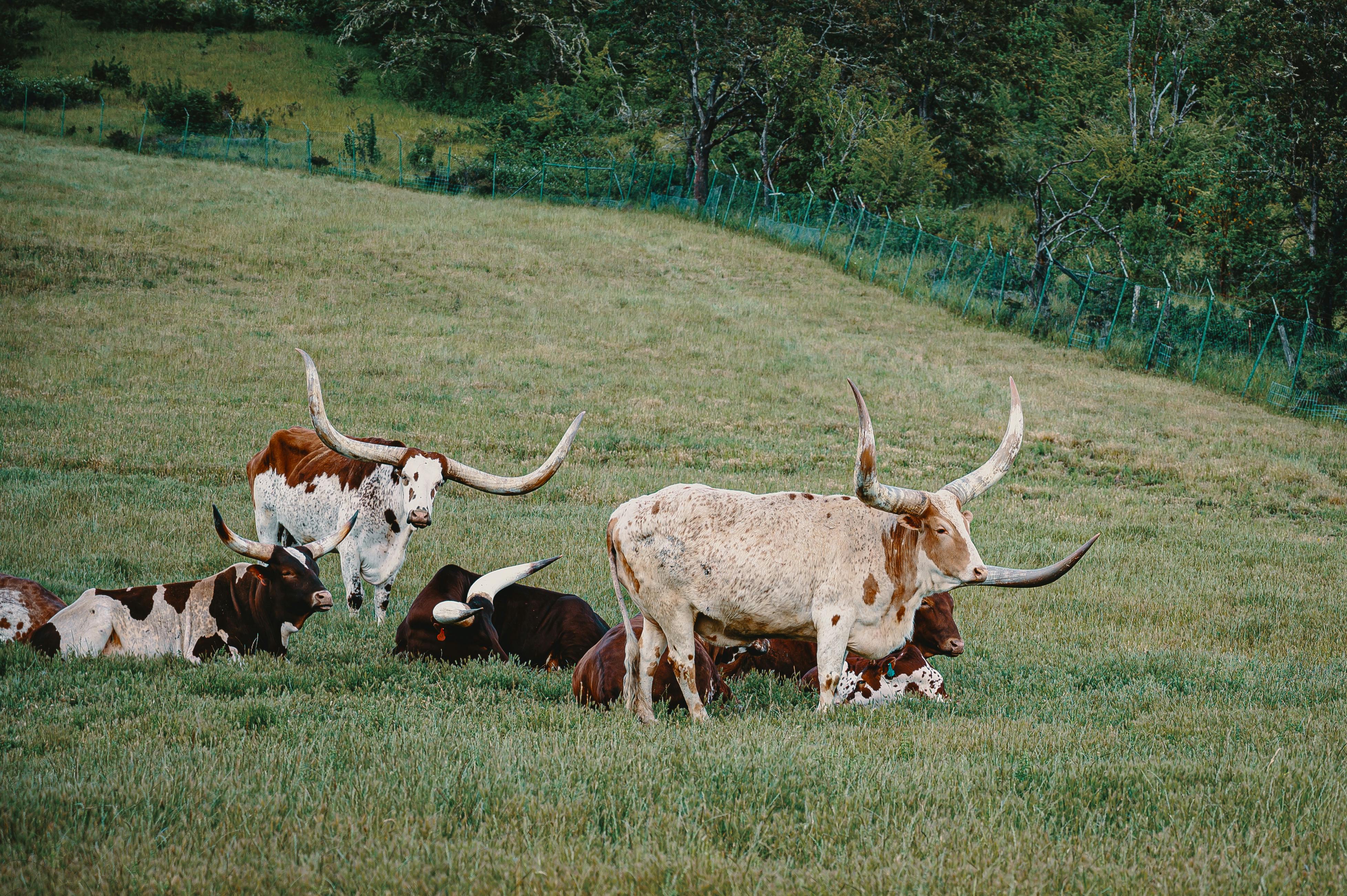 longhorn wallpapers grass field windows 7