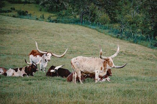 Ganado De Cuernos Largos En Un Campo De Hierba