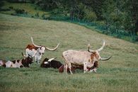 Longhorn Cattle on  a Grass Field