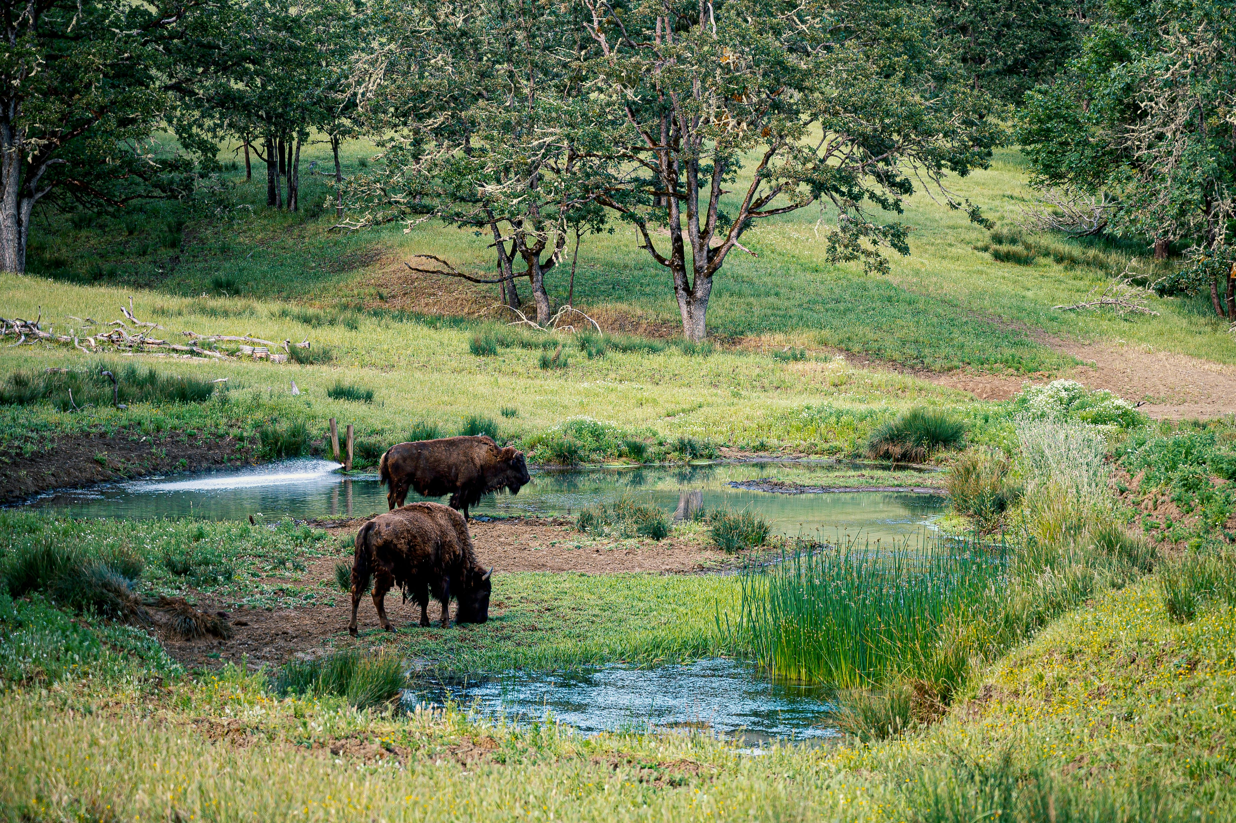一条宁静的河边，两只野牛在绿树成荫的草地上吃草