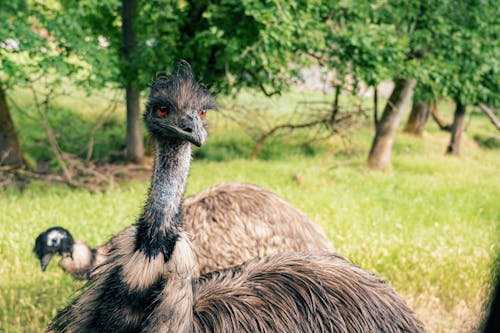 бесплатная Коричневый страус Стоковое фото