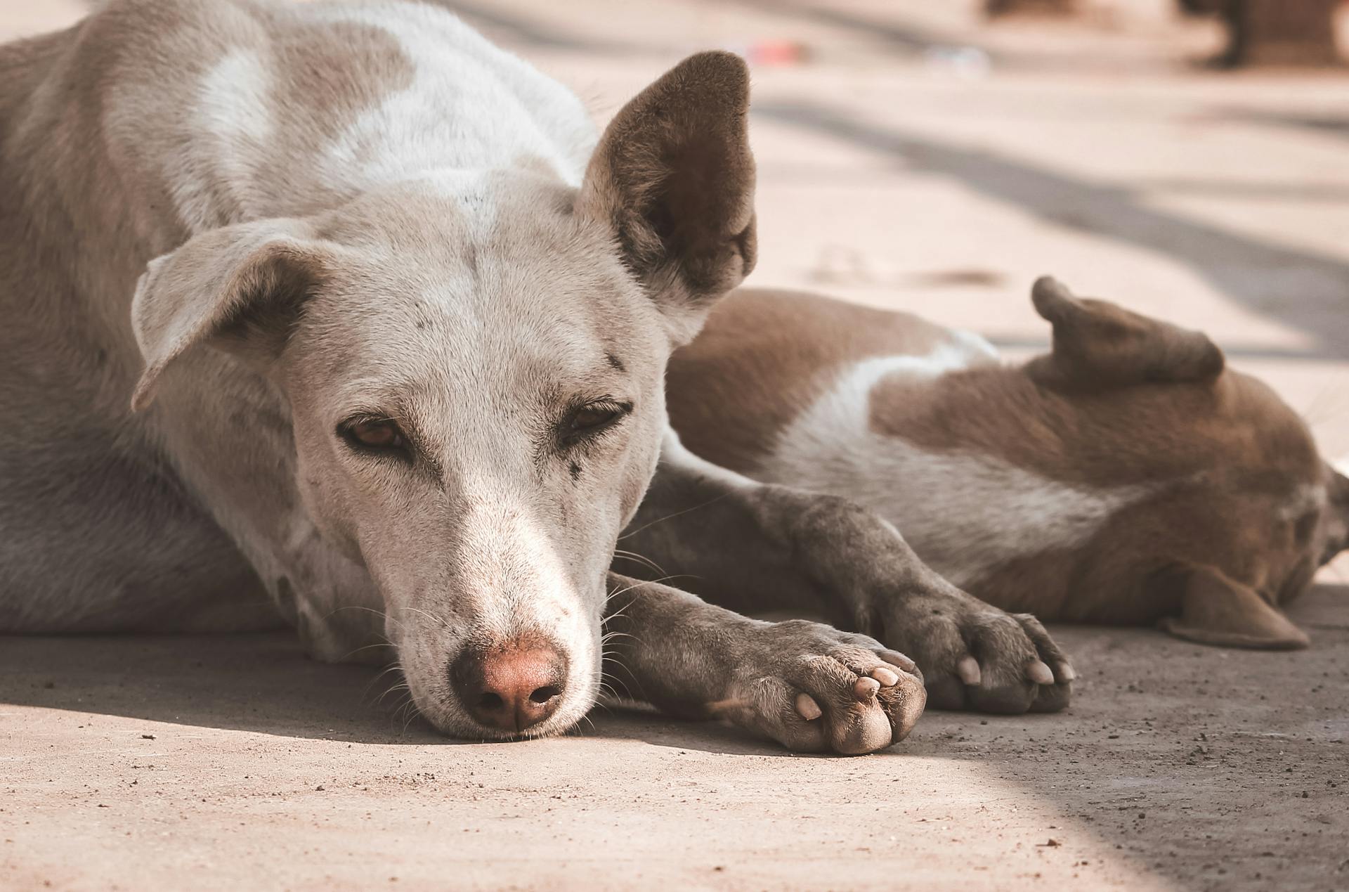 Un chien à pelage court blanc et brun allongé sur le sol