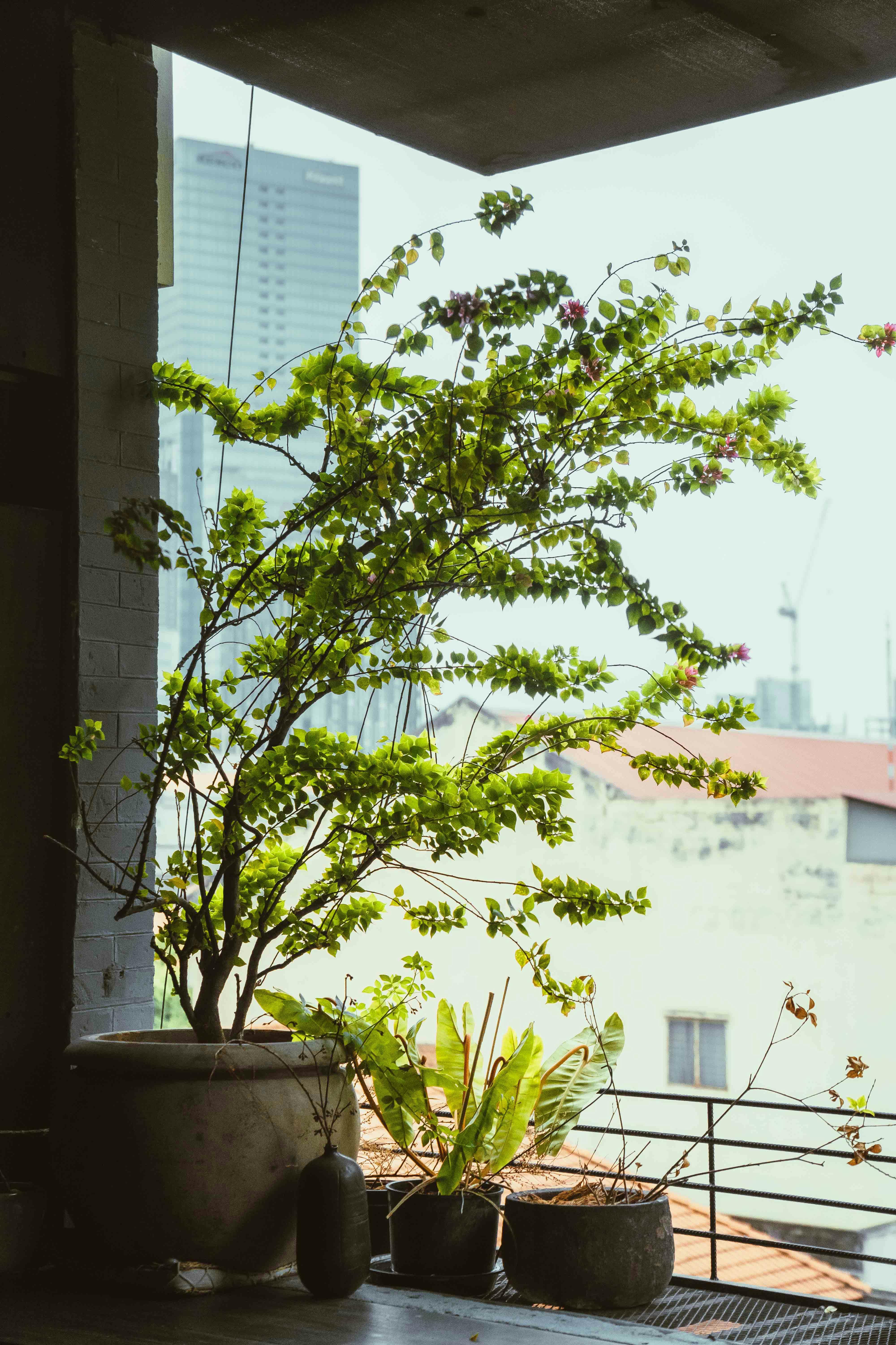 Lush green plants in pots on a balcony overlooking urban Ho Chi Minh City skyline.
