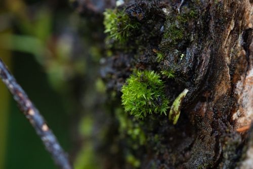 Free Close-up view of green moss growing on textured tree bark in a natural setting. Stock Photo