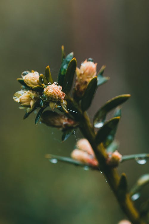 Základová fotografie zdarma na téma barva, déšť, flóra