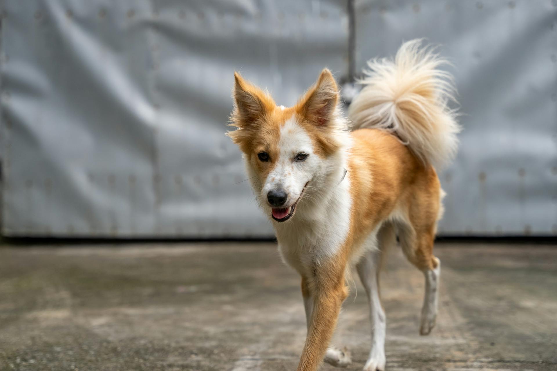 Isländsk fårhund som springer med munnen öppen