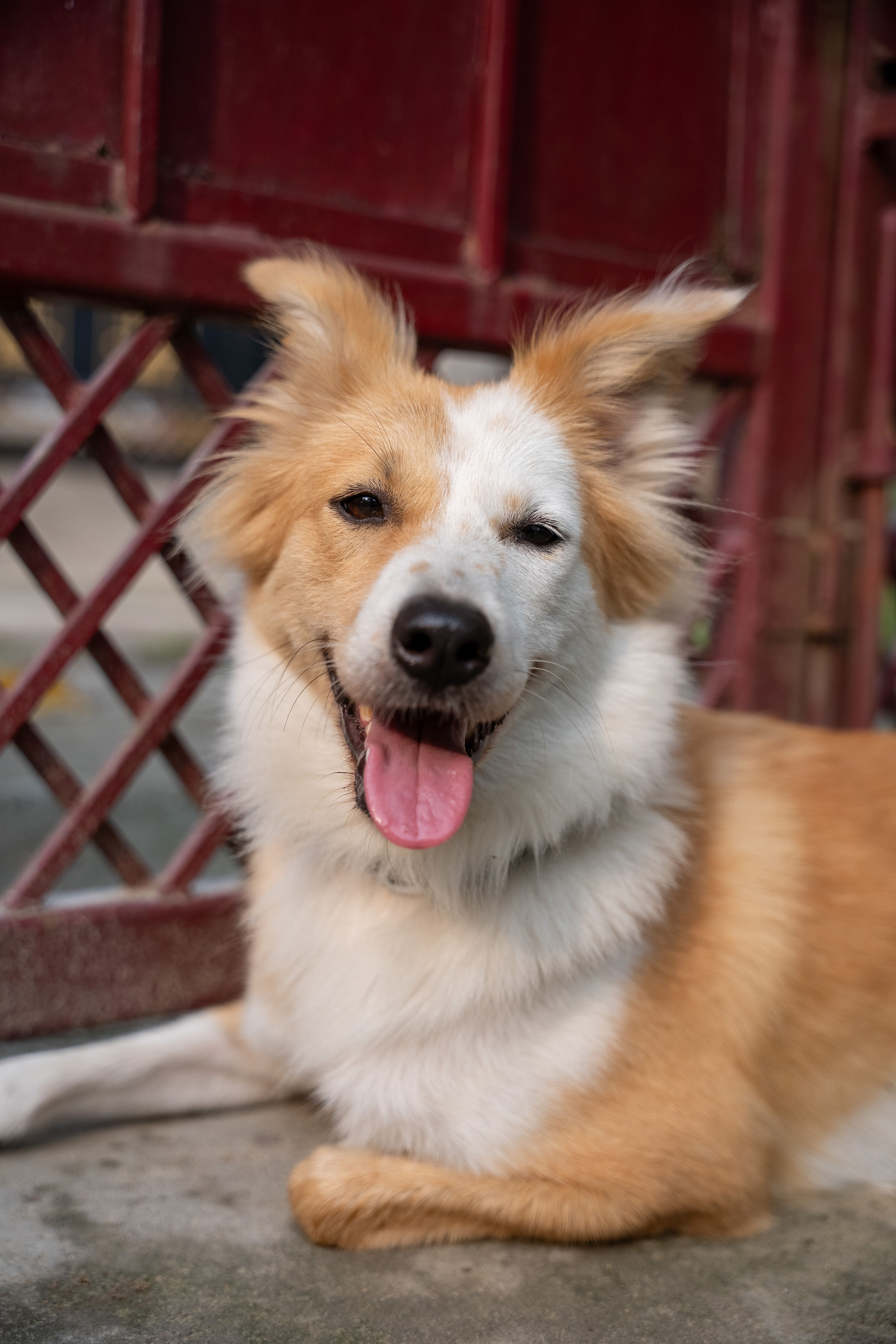 Smiling collie dog with its tongue out