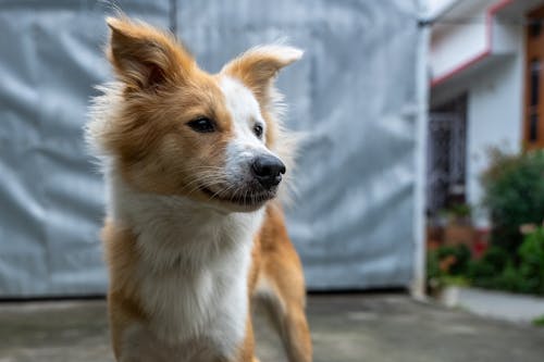 Fotos de stock gratuitas de animal, canino, Esperar