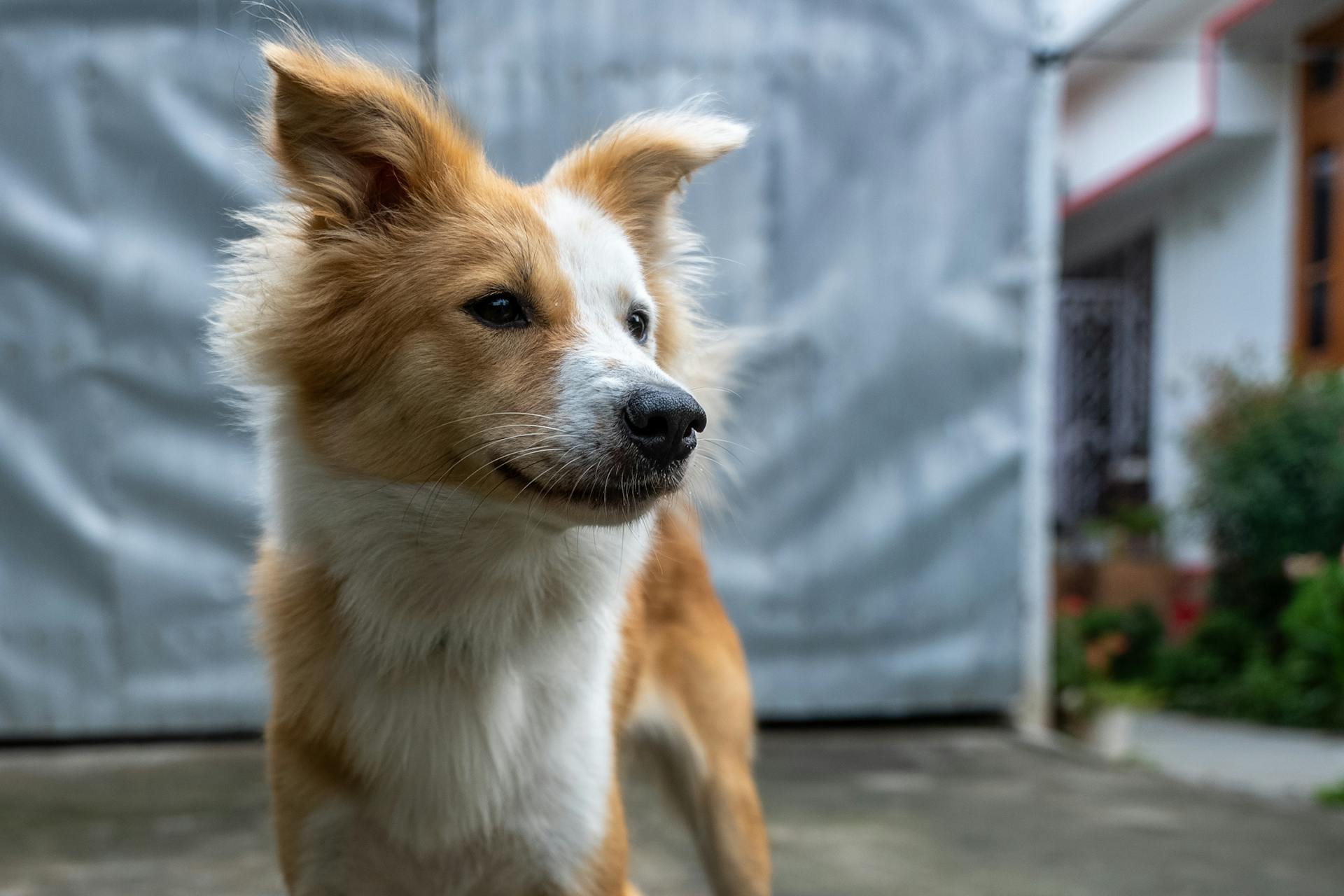 Portret van een oranje-witte IJslandse herdershond