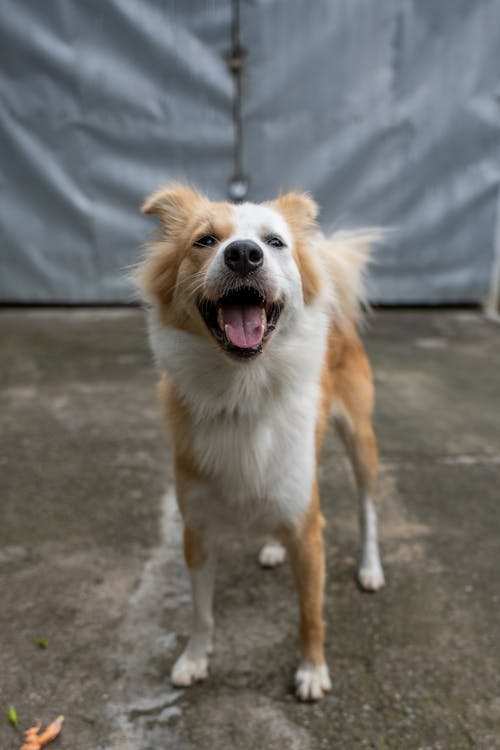 Fotos de stock gratuitas de al aire libre, animal, canino