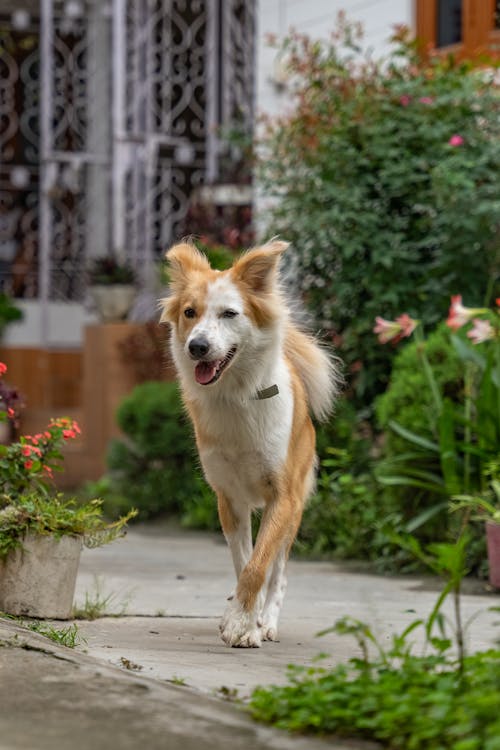 Fotos de stock gratuitas de al aire libre, animal, canino