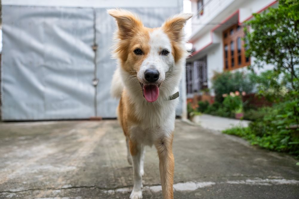Icelandic Sheepdog, photo 2