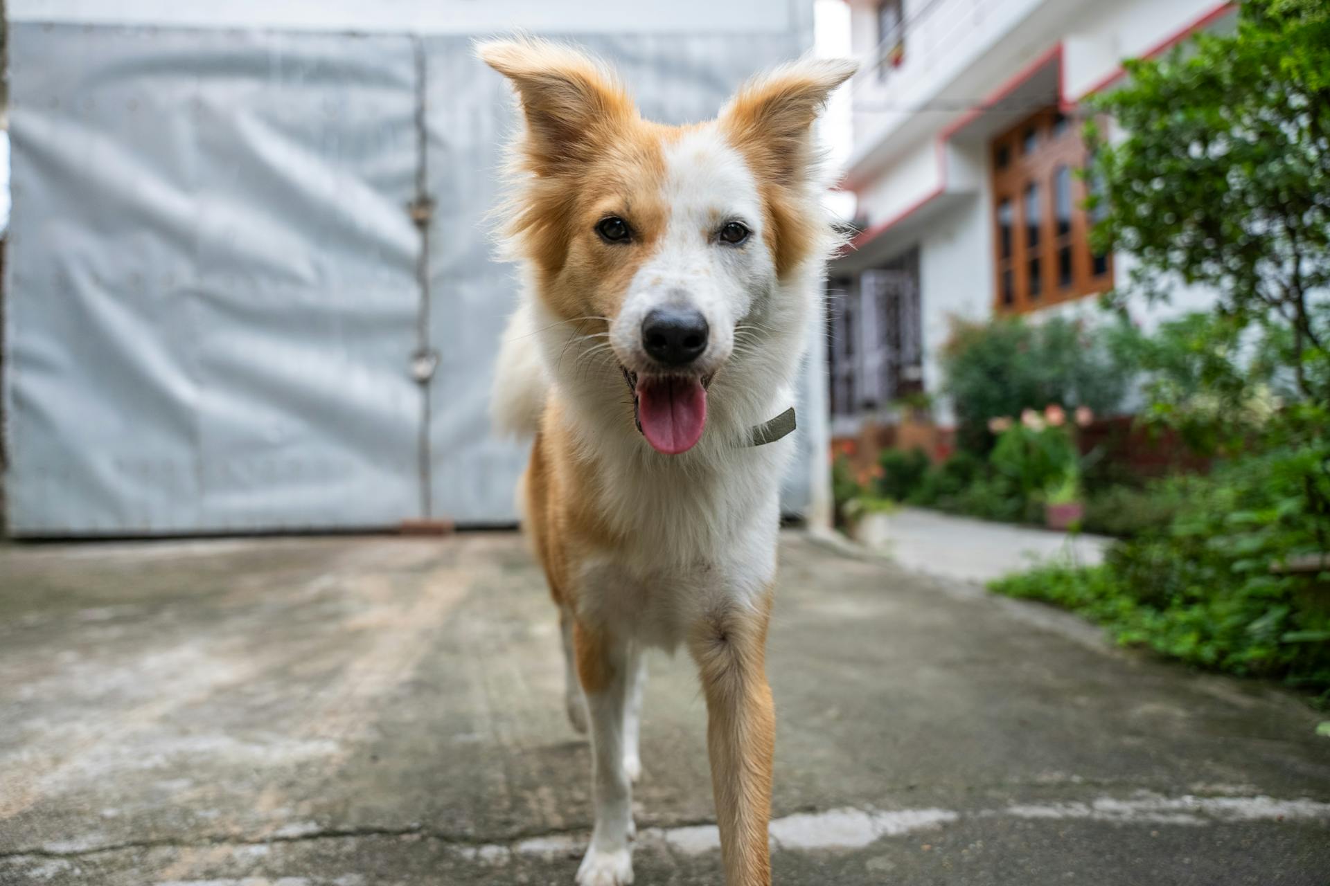 Porträtt av vit och orange isländsk fårahund