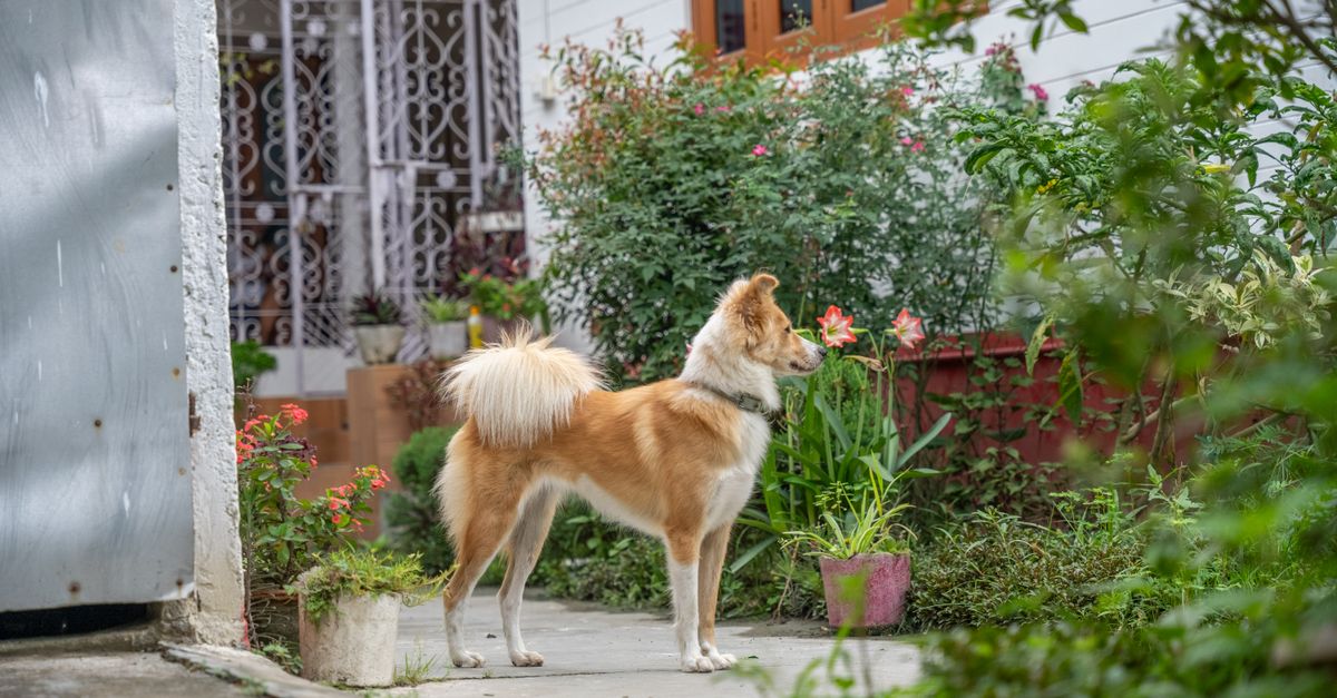 Creating the Ideal Outdoor Pet Zone for Your Furry Friends