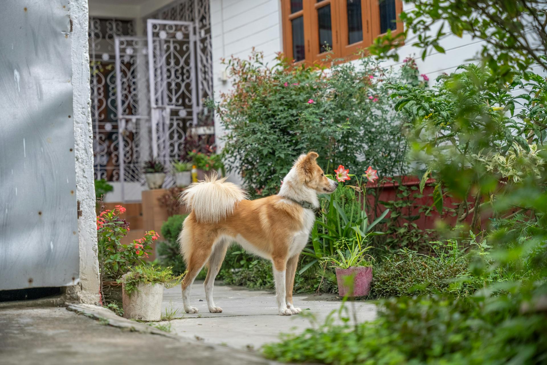 Collie Dog in Yard