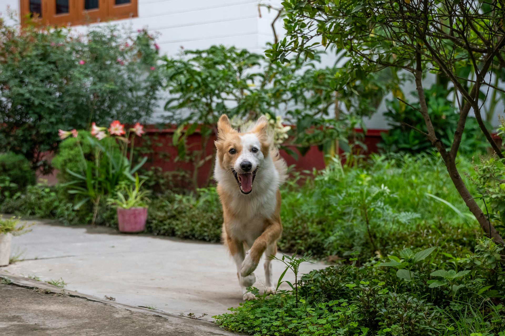 Lycklig isländsk fårahund som springer på trottoaren