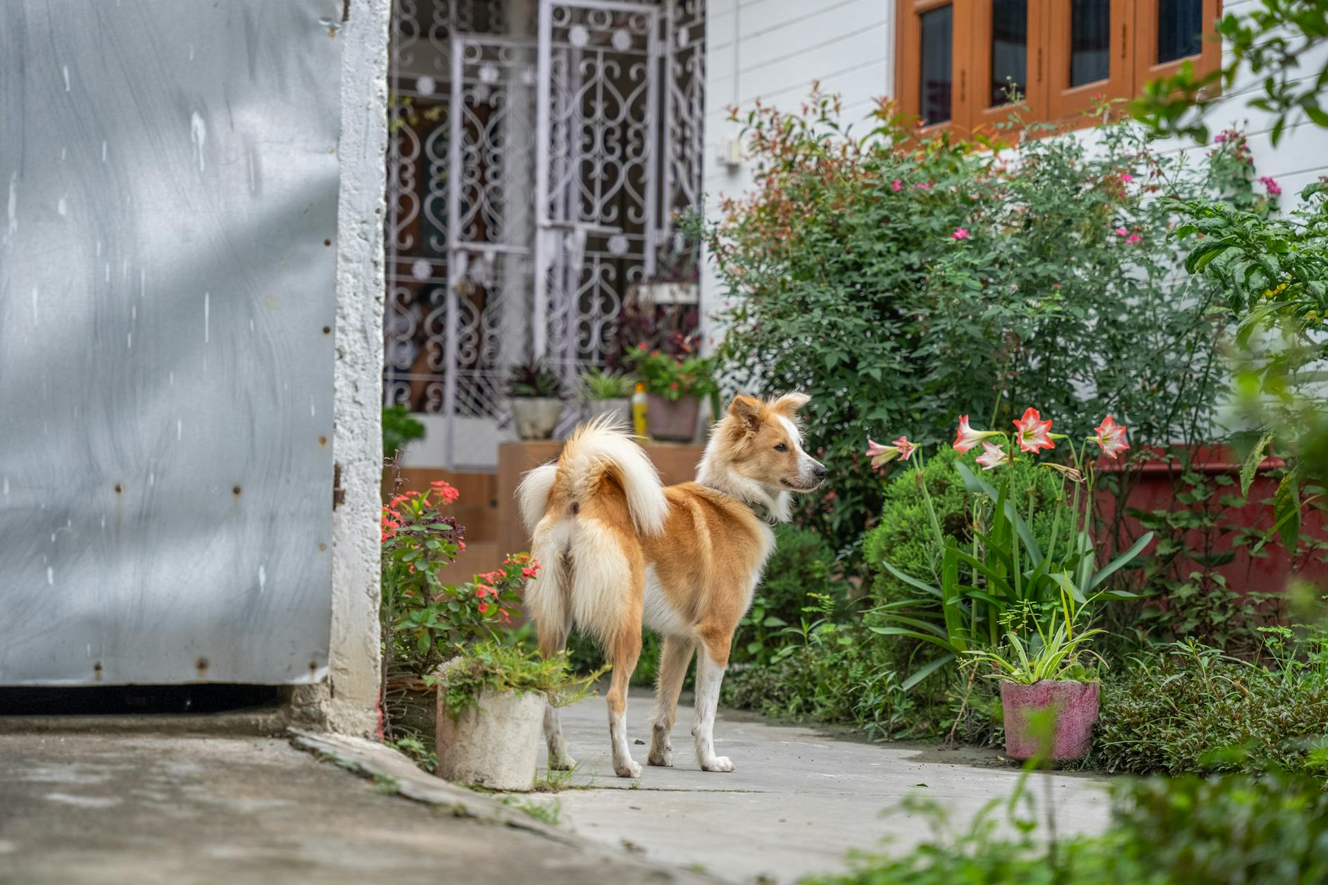 Dog in Yard