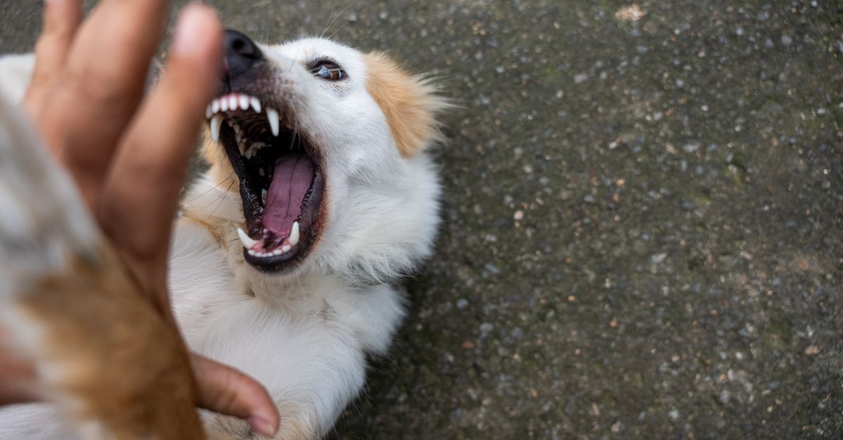 rabies