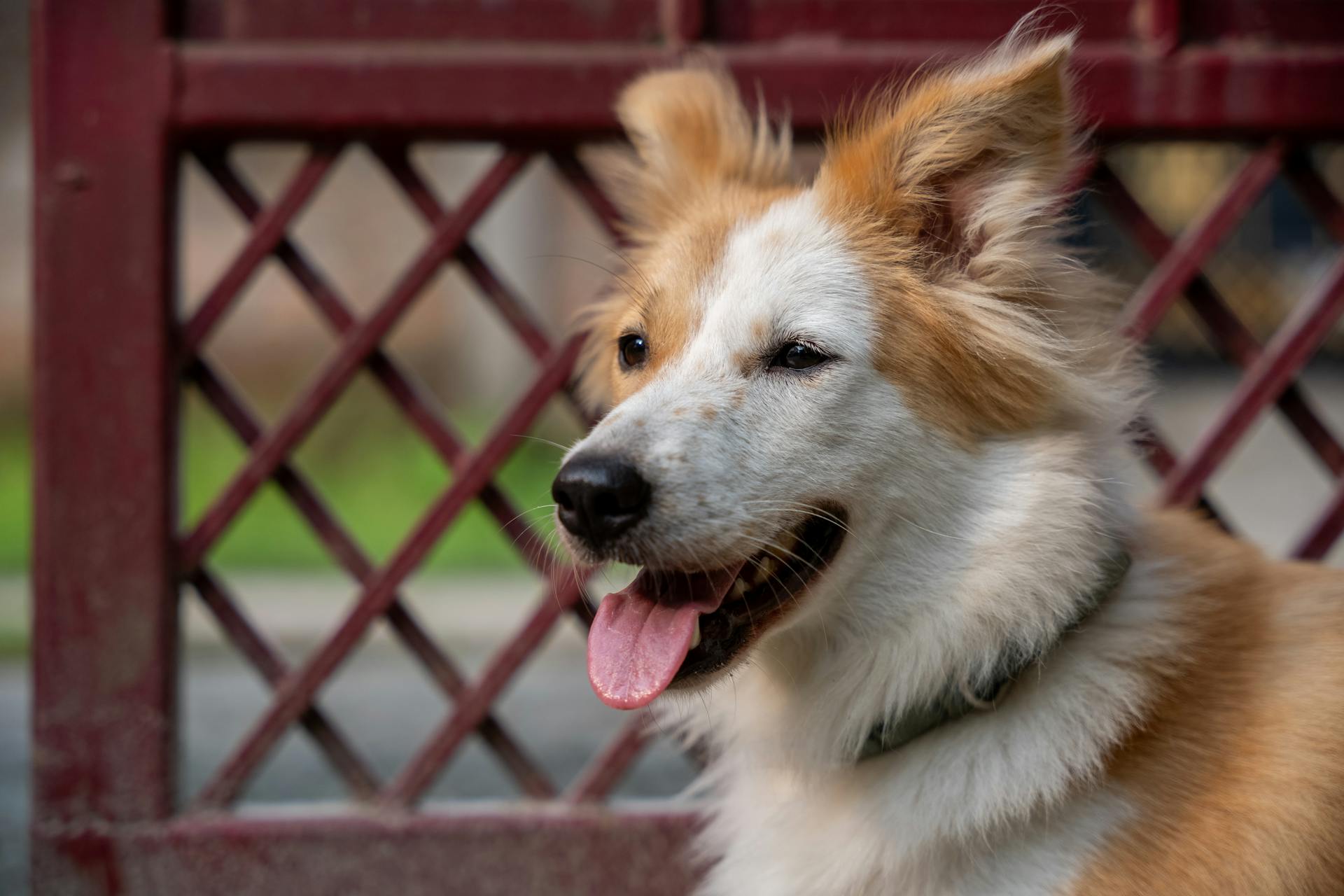 En närbild av en lycklig isländsk fårahund