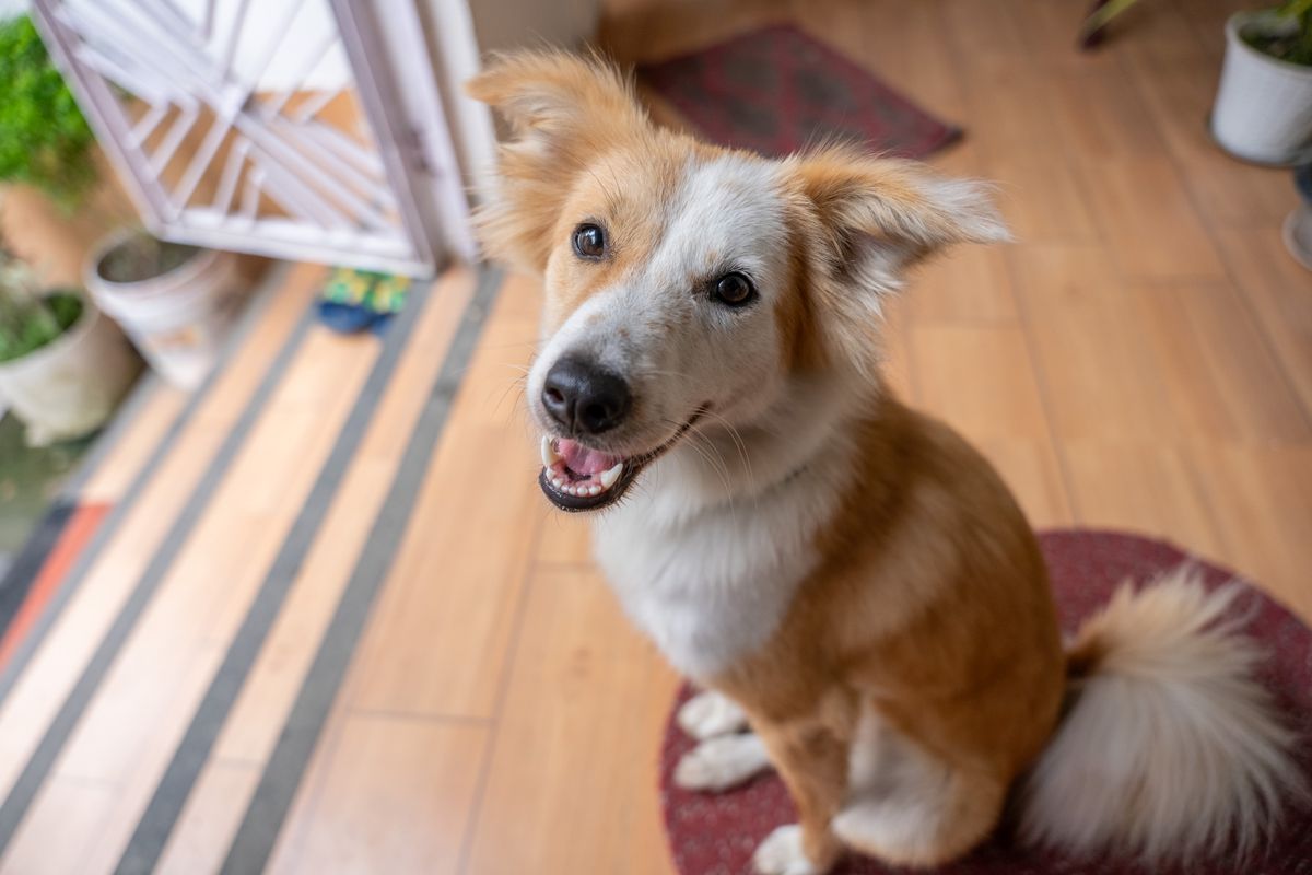 A cheerful dog stands near a bright doorway before the owner leaves for work.