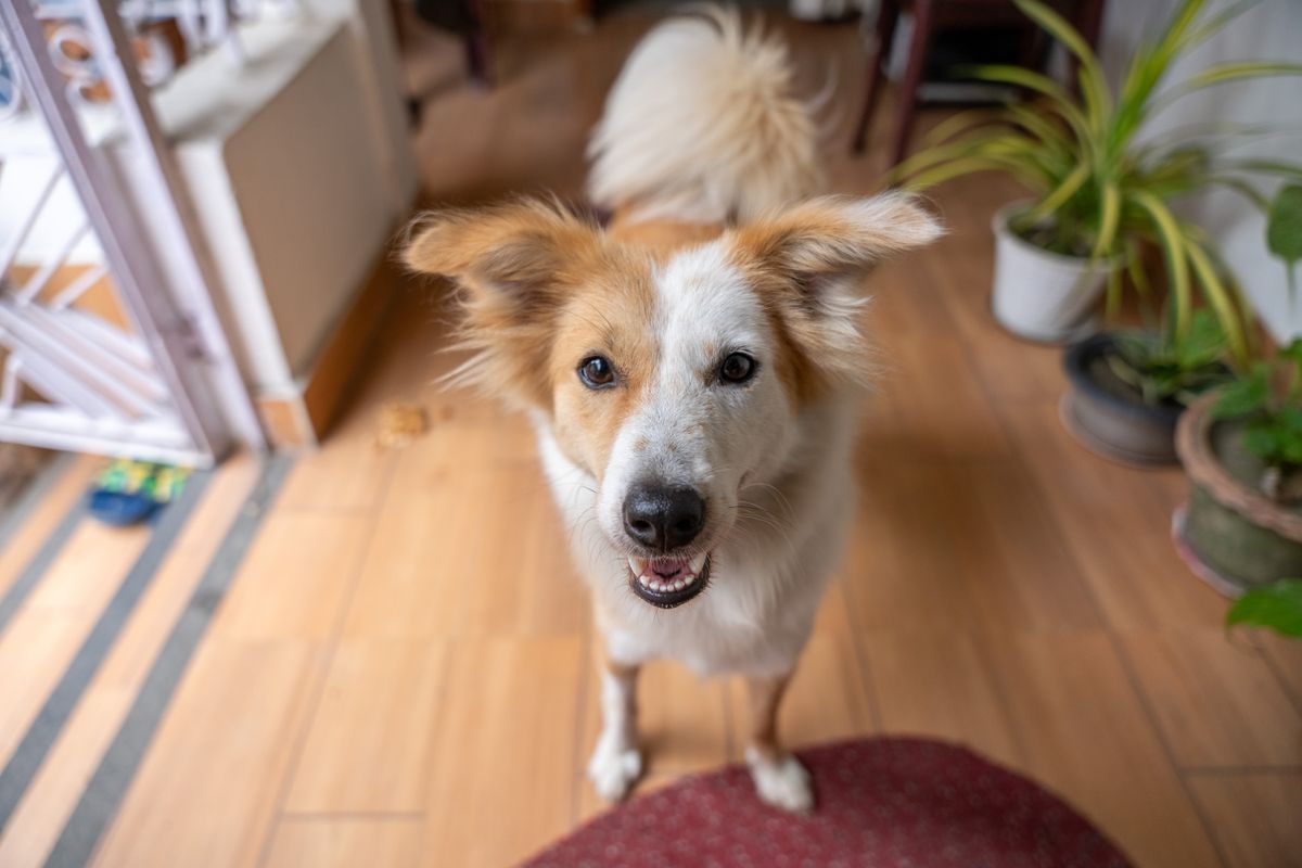 A happy dog relaxing at home