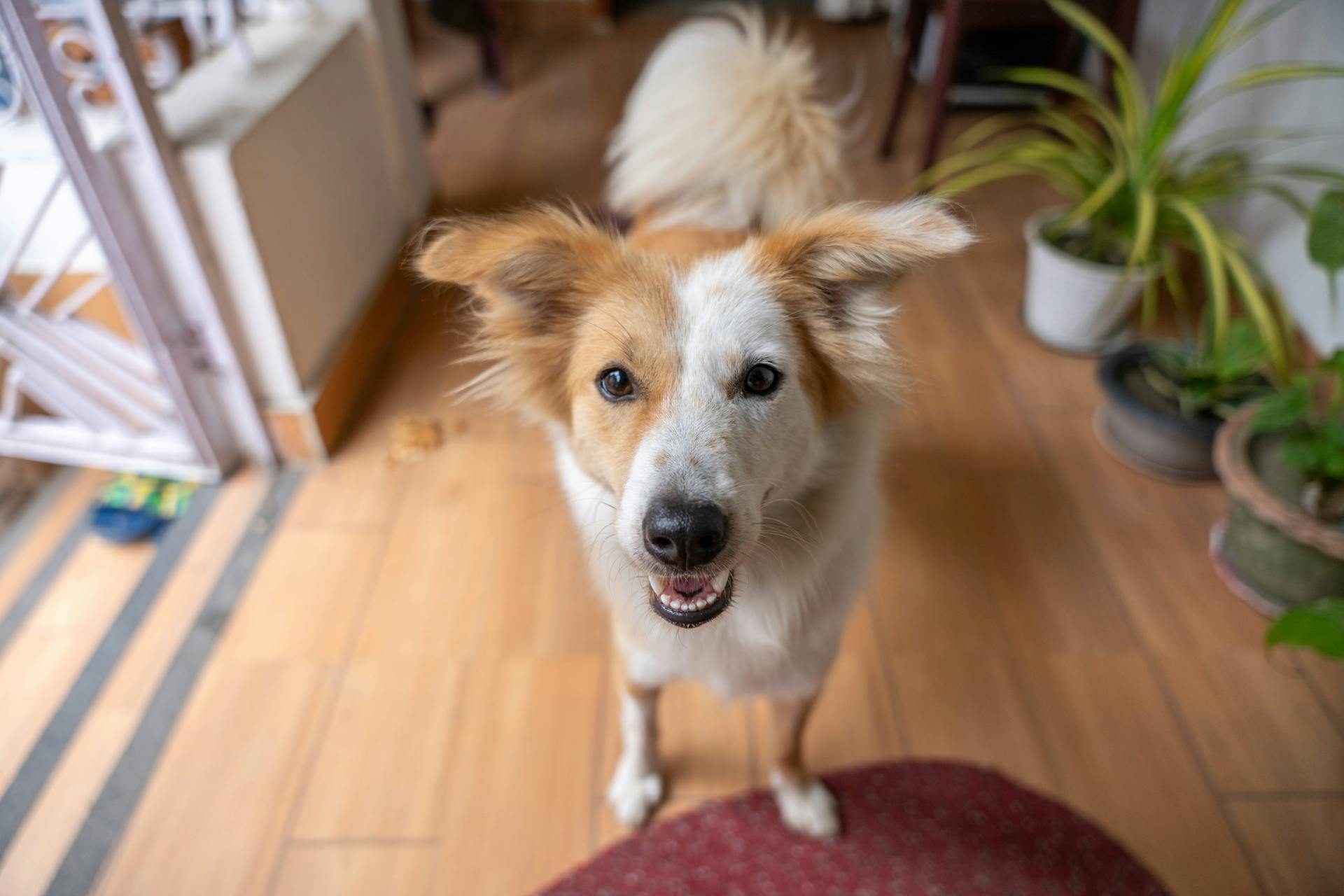 Cute Collie Dog