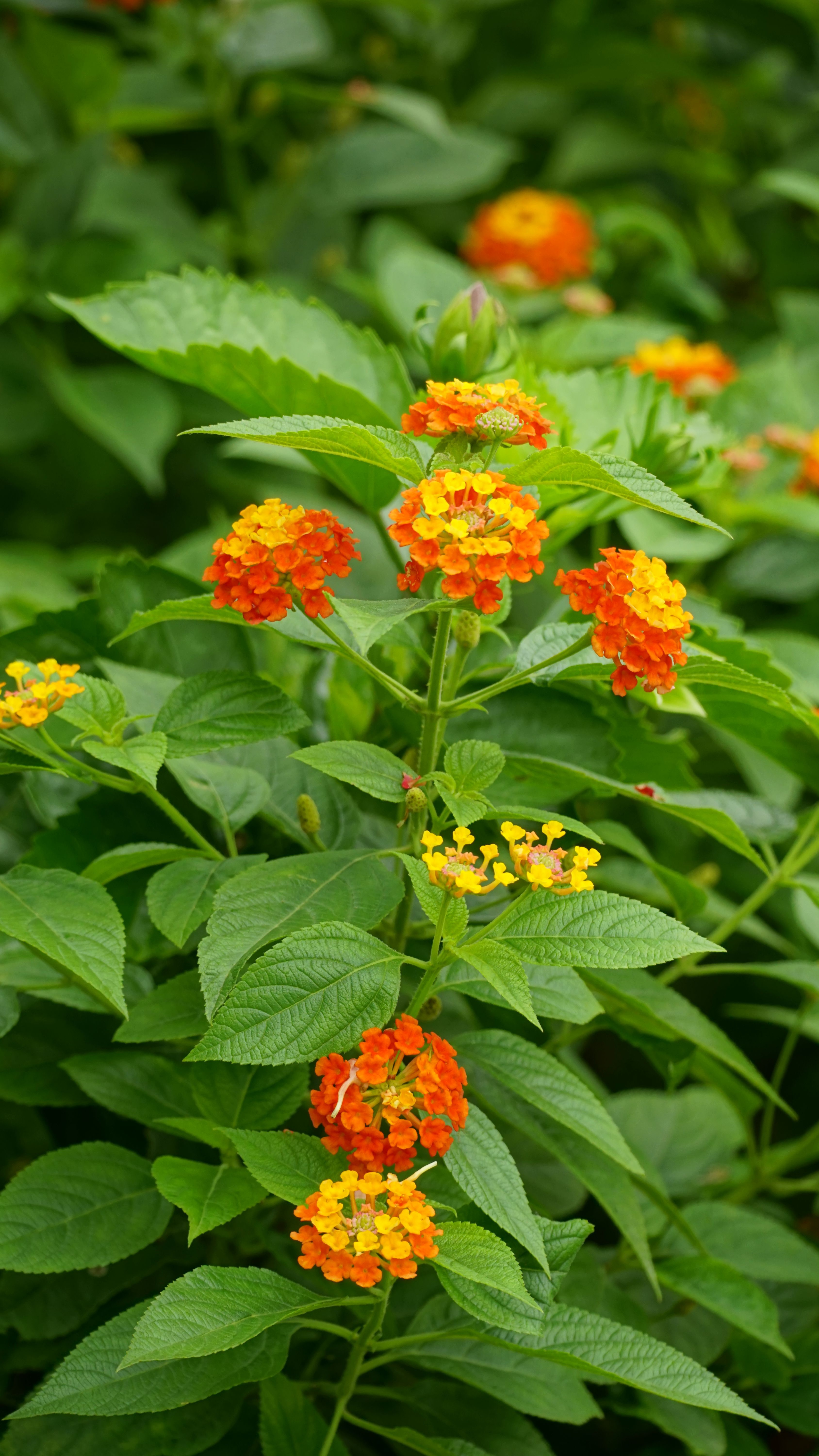 A close-up of vibrant Lantana camara flowers displaying orange and yellow hues among lush green foliage.