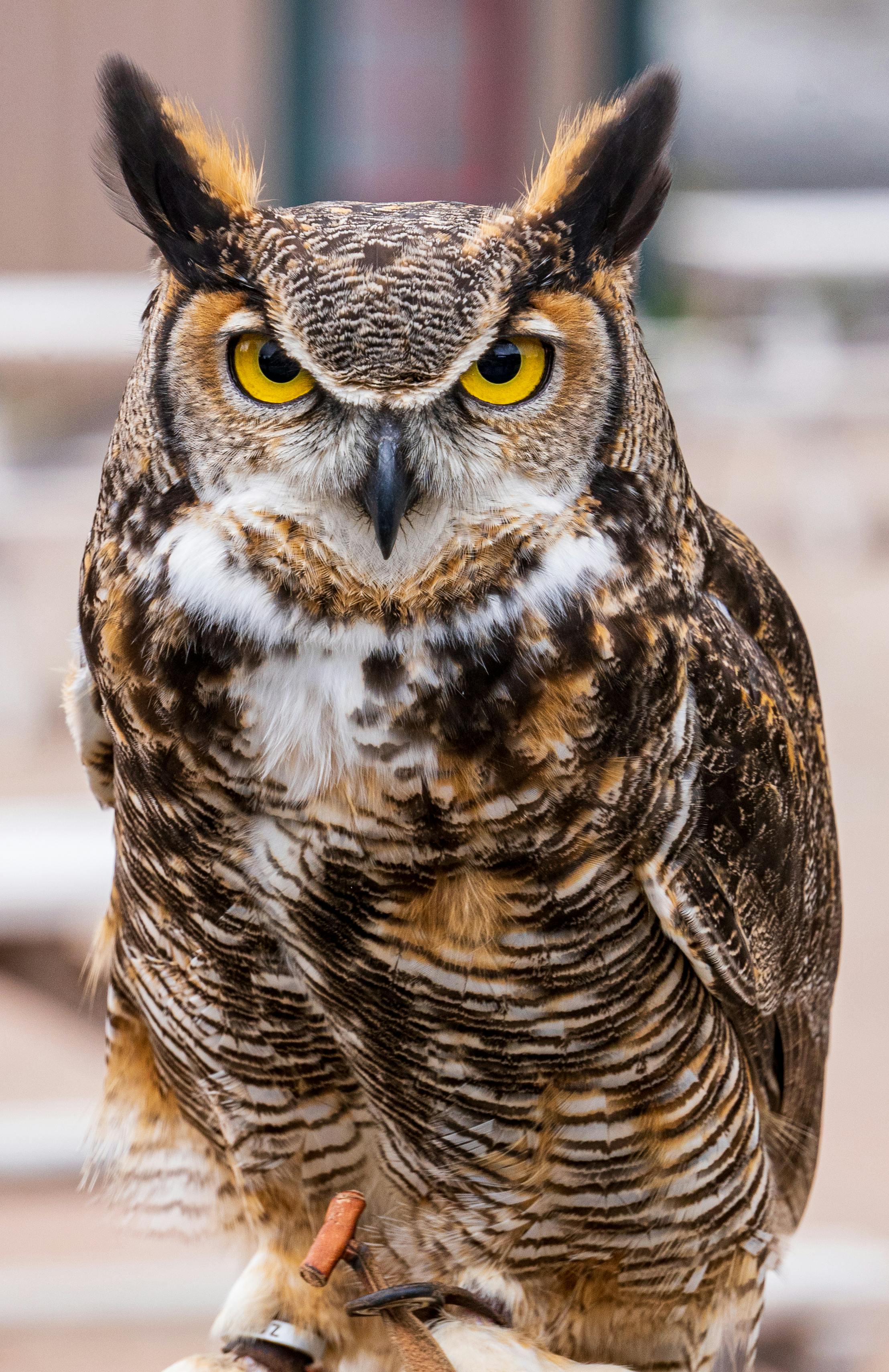 Analyzing Social⁣ Hierarchies in Animal‌ GIFs