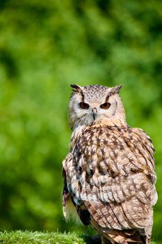owl photo