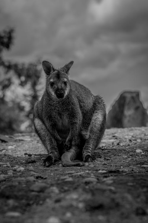 Základová fotografie zdarma na téma černobílý, divočina, divoké zvíře