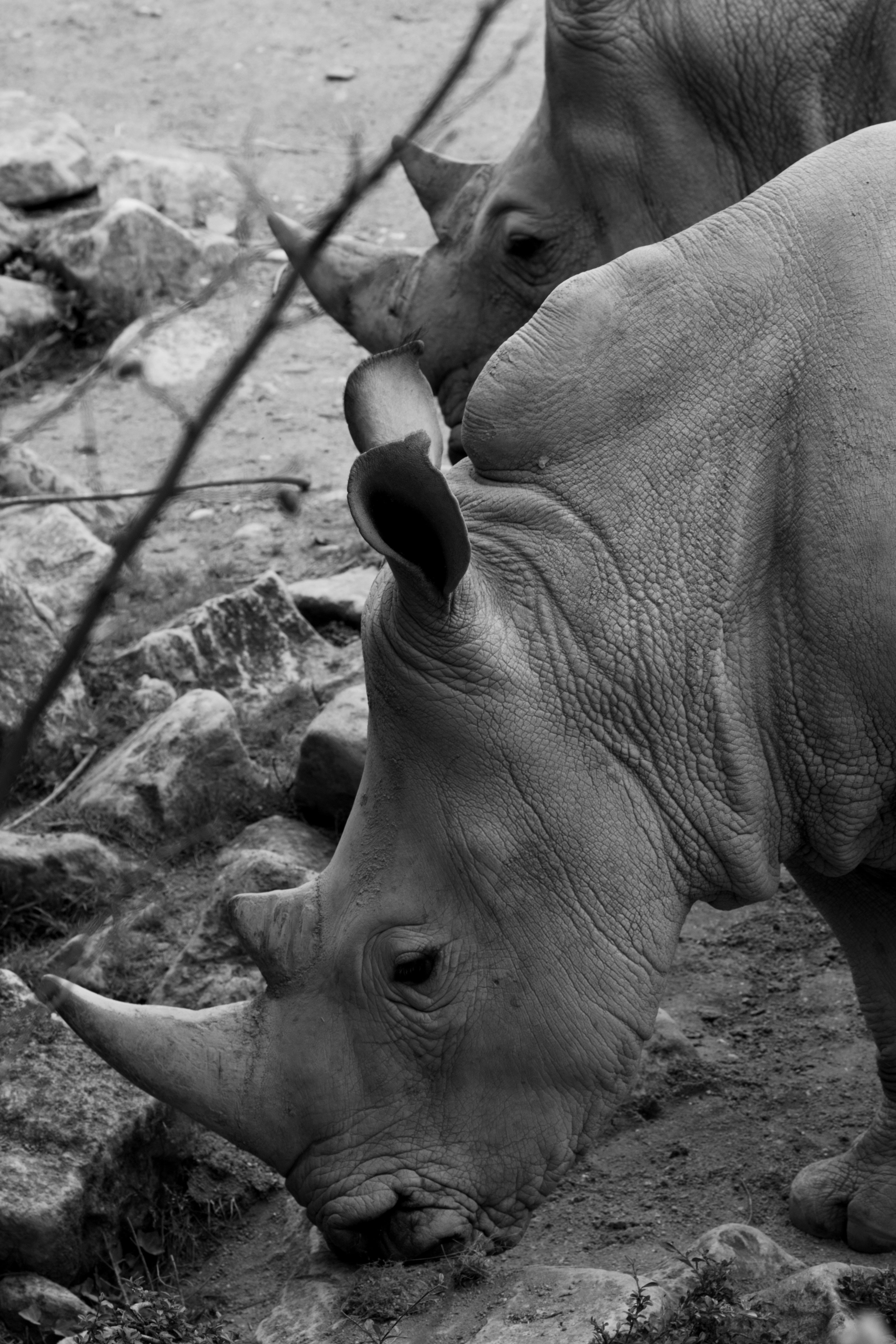 Gratuit Photos gratuites de afrique, afrique subsaharienne, animaux à cornes Photos