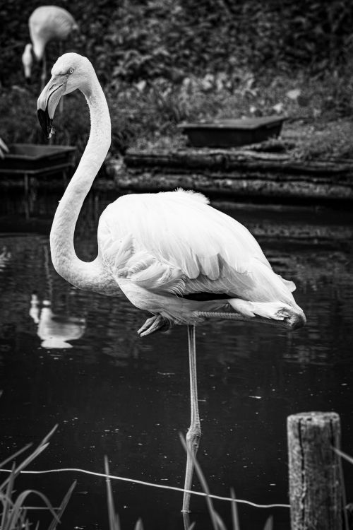 Free Elegant flamingo standing gracefully at the pond in a black and white setting. Stock Photo