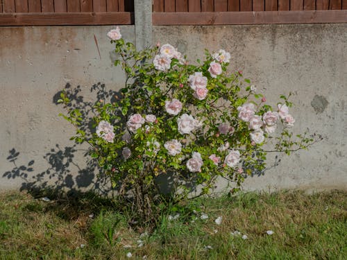 修剪花草, 天性, 玫瑰 的 免費圖庫相片