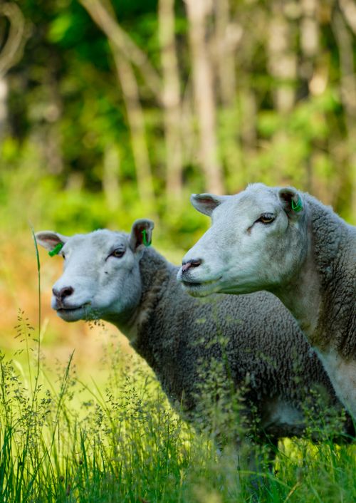 Free Two sheep with ear tags grazing in a green pasture, captured in an outdoor rural setting. Stock Photo