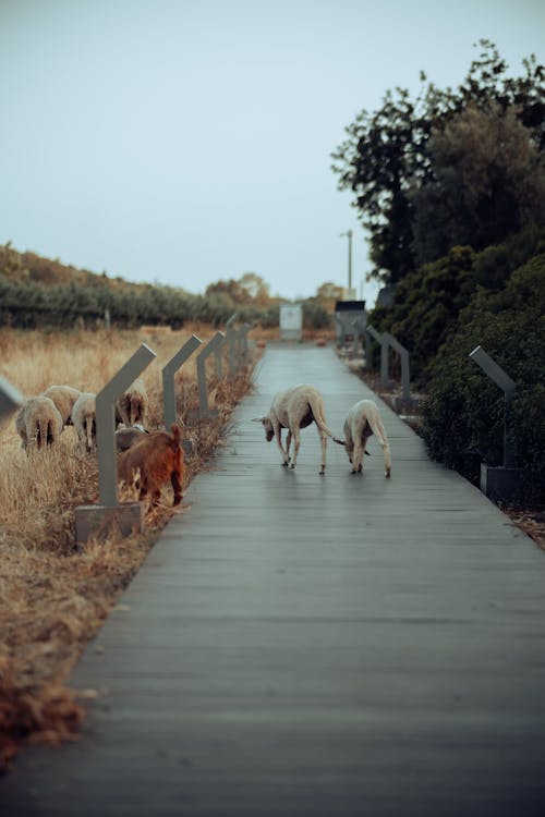 A group of sheep walking down a wooden walkway